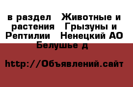  в раздел : Животные и растения » Грызуны и Рептилии . Ненецкий АО,Белушье д.